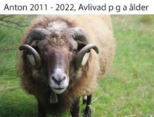 Anton 2022-2.jpg